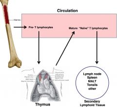 -thymus derived; produced in bone marrow, leave as pre-Ts and mature @ thymus gland when they acquire surface marker that will tell them function and specificity
-activate other cells (B cells and macrophages)

CD4 T cells are the *smartest*
-...