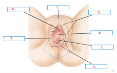 A. ______, Small rounded tissue projection, contains erectile tissue. 