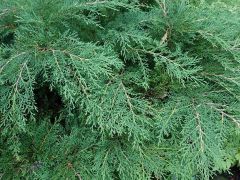 Microbiota decussate
 -Is a dwarf, evergreen conifer that forms a shrubby ground cover to 8-12” tall with indefinitely spreading stems that nod at the tips.   