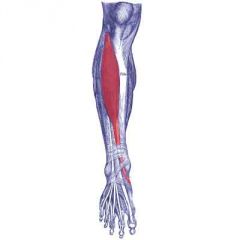 Muscles of the Leg (Separated) Flashcards - Cram.com