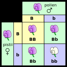 What genotype are the parent plants?