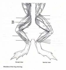 What is the Phylum, Subphylum, and Class of this organism? What is the muscle labeled B?   