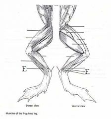 What is the Phylum, Subphylum, and Class of this organism? What is the muscle labeled E?   
