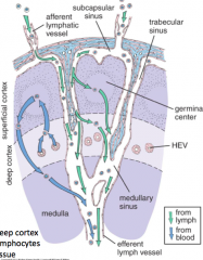 Afferent lymphatic vessel --> capsule --> subcapsular sinus --> trabecular/cortical sinus --> medullary sinus --> hilum --> efferent lymphatic vessel