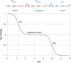 of a protein is the pH at which its net charge is zero. At this pH the electrophoretic mobility is zero.