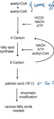 palmitic acid is a completely saturated fatty acid