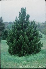 Pinus heldreichii
-Egg-shaped
-Primary branches ascend
-Big Buds
-2 needle pine 2-4" long