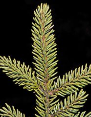Picea mariana Evergreen, four-sided needles, stiff, 1/4 to 1/2 inch long, light blue-green in color, somewhat blunt pointed tips, light blue-green to gray.  