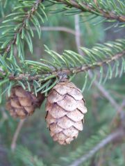 Picea mariana-
 -Ovoid cones are the smallest of the spruces, 1 inch long, scale margins are rounded and finely erose; maturing in late summer with seeds disseminating in early fall.  
