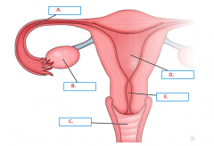 B. ______, Responsible for producing & maturing an ovum each month & the secretion of the ovarian hormones, oestrogen & progesterone. 