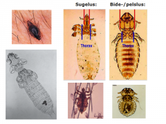 Række: Arthropoda
Under-række: Hexapoda (seks-benede leddyr)
Klasse: Insecta 
Orden: Phthiraptera (lus) 

• Karakteristisk:
- Vingeløse (sekundært)
- korte antenner 
- Dorso-ventralt sammentrykt ("fladfisk")
- Stationære ektoparasitte...