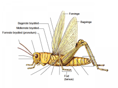 Række: Arthropoda
Under-række: Hexapoda (seks-benede leddyr)
Klasse: Insecta 

Med vinger (undtagen
Thysanura = Sølvkræ)

• Karakteristika: 
3-delt krop: 
- hoved 
– bryst (3 led) 
– bagkrop (9-11 led) 
- Brystled m. ben ventralt...