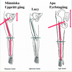 Bäckenets storlek (minskat) och 
hur höft- & knäled är konstruerade visar på upprätt gång, mer utåtvinklad knäled & annan vinkel i höftleden.