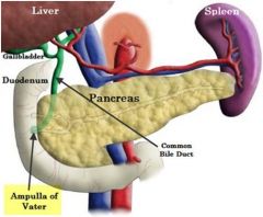 -courses inferiorly through head of pancreas where it joins the main pancreatic duct before emptying into duodenum through the opening (ampulla of vater) - controlled by muscle called sphincter of oddi