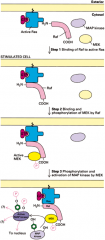 Ras aktiverer en serin/threonin fosforylerings kaskade der aktiverer MAP-kinaser (Mitogen Aktiveret protein kinase)

MEK fosforylerer både tyrosin og threonin På MAP-kinaser