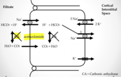 Acetazolamide

-Na+/H+ exchanger is the most important 
-CO2 diffuses through and reabsorbed back into blood 
-3Na+/2K+ exchanger
-Na+/3HCO3- cotransporter on basolateral side
-HCO3- is driving reabsorption of Na+ normally the other way round i...