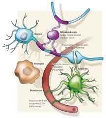 Oligodendrocytter vikler myelin rundt om axonerne for at gøre den neurale transmission hurtigere.

Astrocytter forlænger processer der omgiver blodkar og synapser i en skede.

Microglia holder øje med infektioner i hjernen.