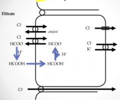 Cl-/Anion exchanger
Paracellular bulk flow?
Cl-/HCOO-
-HCOO- reacts
Cl-/K+
Na+/H+ exchanger