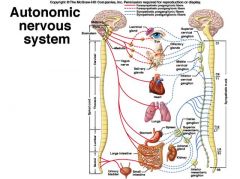 Sympatiske nervesystem: 

Parasympatiske nervesystem