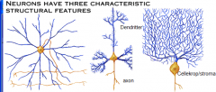Stroma: cellekroppen

Dendritter: Forgreninger ud fra stroma

Axon: En tynd enkelt forlængning ud fra stroma