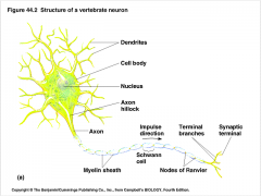 Den basale enhed i hurtig cellulær kommunikation

Information modtages i dendritterne, bearbejdes i cellekroppen (stroma) og hvis den er vigtig nok sendes den ud via axonet.

Axonshillock: Det område hvor nerveimpulsen oftest starter.

Sch...