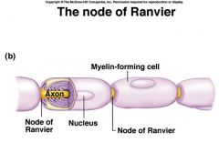 Et lille mellemrum hvor to schwannske celler støder sammen på en nervefiber.

Depolariseringen sker kun i de ranvierske indsnøringer, således at aktionspotentialet springer fra den ene Ranvierske indsnøring til den næste.

LEDNINGSHASTIG...