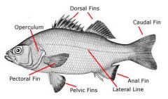 What is the lateral line on perch? (neopterygii )