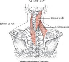 Superficial Intrinsic Back Muscles: Splenius Cervicis (splenii)