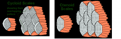 either cycloid or ctenoid scales