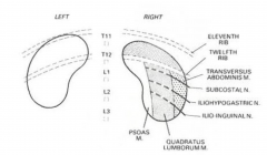 Superior kidney: diaphragm,
costodiaphragmatic recess of
pleural cavity, 11th, 12th ribs 

Inferior kidney: psoas major,
quadratus lumborum, transversus
abdominis