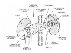 

	
		
		
	
	
		
			
				
					Right kidney: adrenal (suprarenal)
gland, liver, descending duodenum,
(IVC), right colic flexure, small
intestine 

Left kidney: adrenal gland,
stomach, spleen, left colic flexure,
tail of pancreas, ...