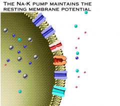 Transporterer ioner aktivt for at kompensere for natrium og kalium lækage.

Pumpen bruger energi fra ATP til at bevæge natrium og kalium mod deres elektrokemiske gradient. Tre natrium ioner pumpes ud af nerven for hver gang to kalium pumpes ind.
