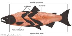 the zigzag bands on fish muscle
This shape gives the fish more power and finer control over its movements, since many myomeres are involved in bending a given segment of the body.