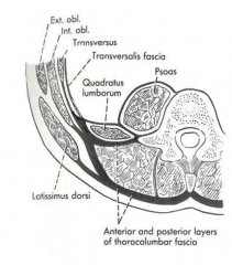 

	
		
		
	
	
		
			
				
					Several layers: 
Posterior lamellae -superficial to erector spinae, 

Middle lamellae – posterior to quadratus lumborum 

Anterior lamellae – anterior to quadratus lumborum 

The fascia blends with...