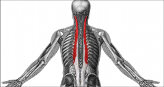 Intermediate Intrinsic Back Muscles: Longissimus (Erector Spinae)