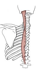 Indermediate Intrinsic Back Muscles: Spinalis (Erector Spinae)