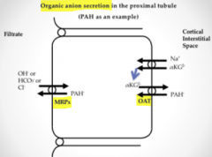Organic anion secretion in PT