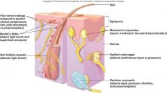 Det er vigtigt at vide at huden har forskellige receptorer og kunne lidt om dem hver.