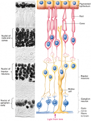 Retina indeholder to typer fotoreceptore:
Stave (120 mill. -lys)
og tapper (7 mill. - farve)