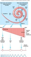 Lydbølgers frekvens registreres forskellige steder i sneglen.