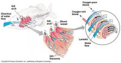 Bony flap covering the gills in bony fish
 - operculum movement draws water into mouth and out over gills
    * O2 diffuses into blood, CO2 diffuses into water