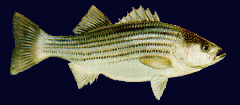 2 main groups of bony fish
