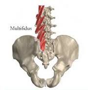 Deep Intrinsic Back Muscles: Multifidus (Transversospinals)