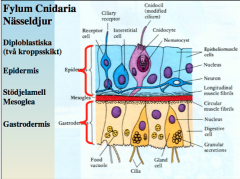Manet (diploblastisk = två kroppsskikt)
Epidermis - Skydd (yttre lager), avgränsar mot omgivningen. 
Gastrodermis - Omsluter gastrovaskulärsystemet

Celltyper (i epidermis):  
Cnidocyter (nässelcell) - har cilier (cnidocil) som känner av b...
