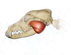 Closes the jaw, used when chewing.
Origin - zygomatic arch on maxilla
Insertion - ramus on mandible.
