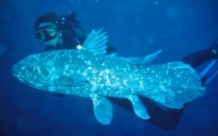 Coelocanthe lobe finned bony fish