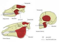 Closes mandible.
Origin - parietal, 
temporal, occipital bones.
Insertion - Medial condyle of mandible										
