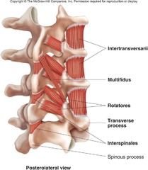 Deep Intrinsic Back Muscles: Rotatores (Transversospinals)