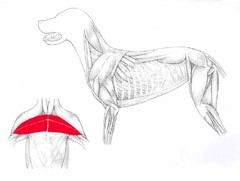 Stops forelimbs abducting away, 
assists to draw forelimb forward or backward.
Origin – cranial end of sternum.
Insertion – greater tubercule of humerus.										