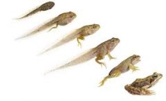 2 life cycle stages in amphibians